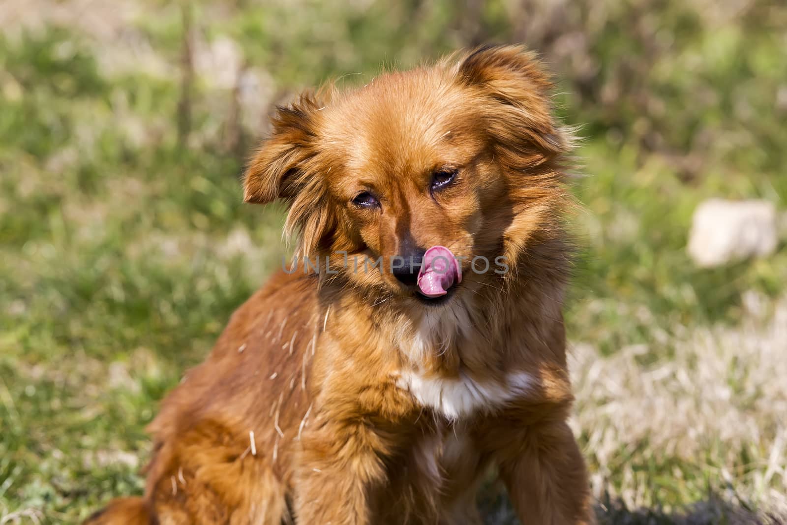 Cute little brown dog in a green field