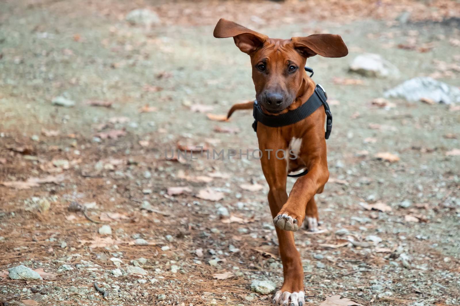 Portrait of  Rhodesian ridgeback dog by ververidis