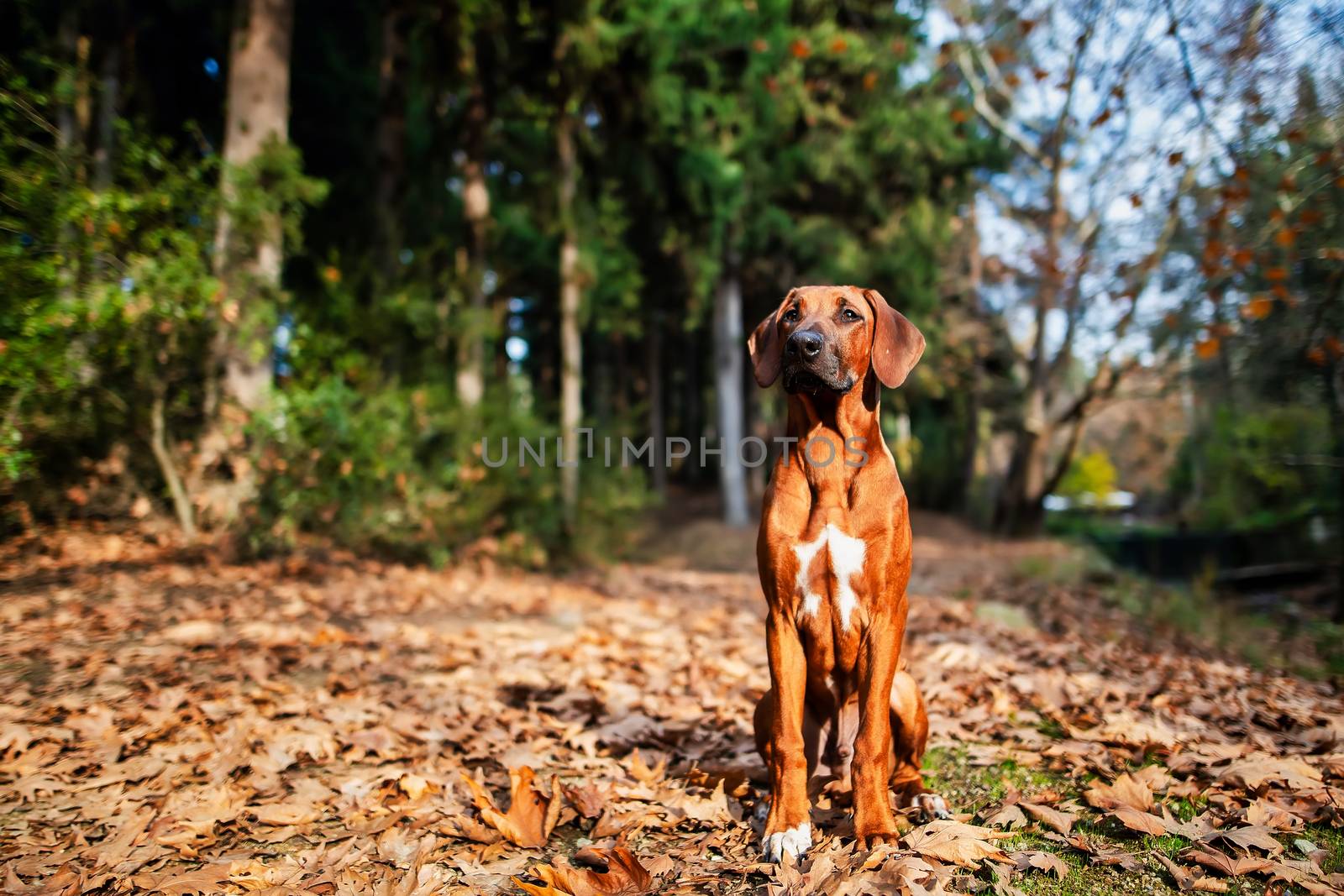 Portrait of  Rhodesian ridgeback dog by ververidis