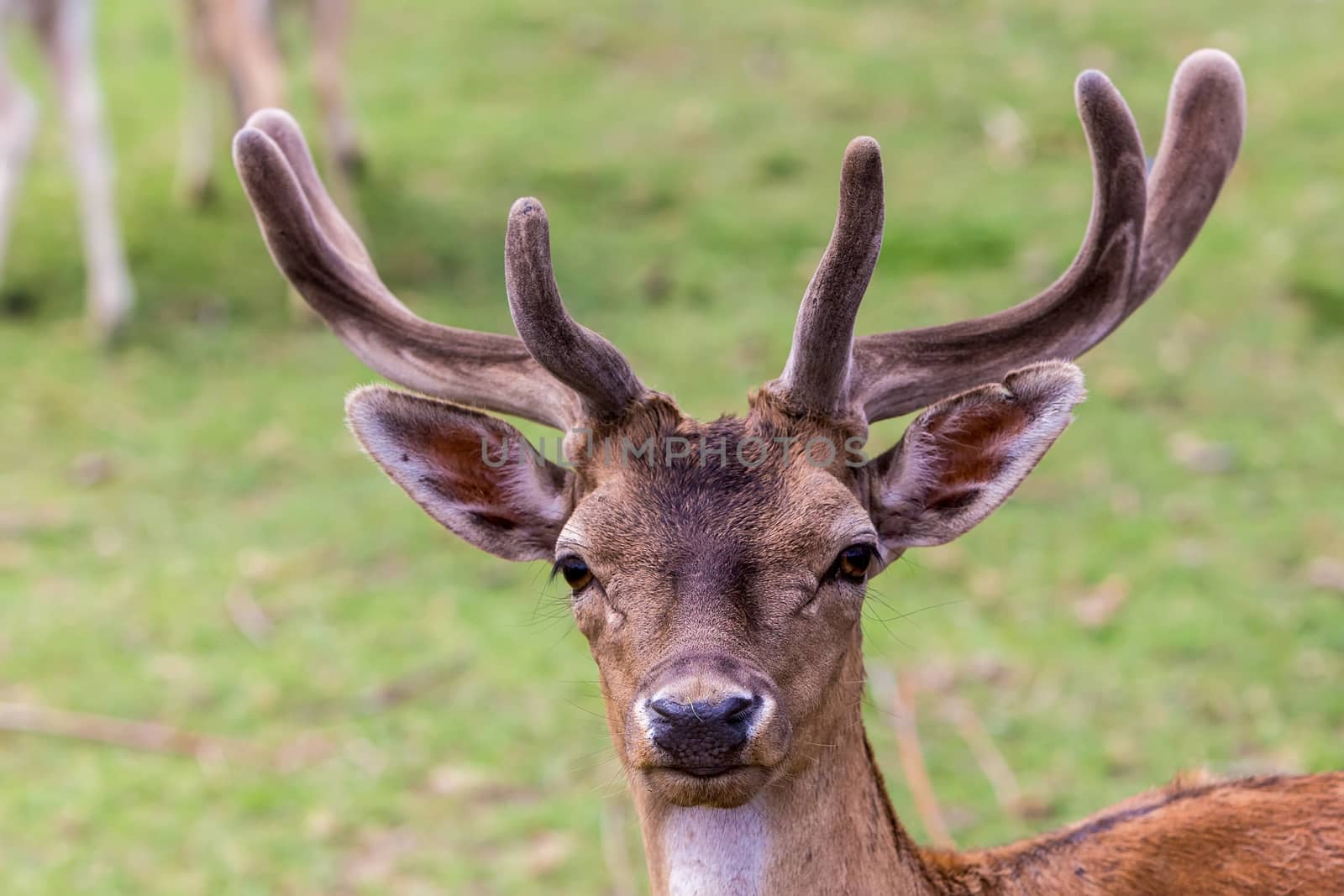 roe - deer in a meadow by ververidis