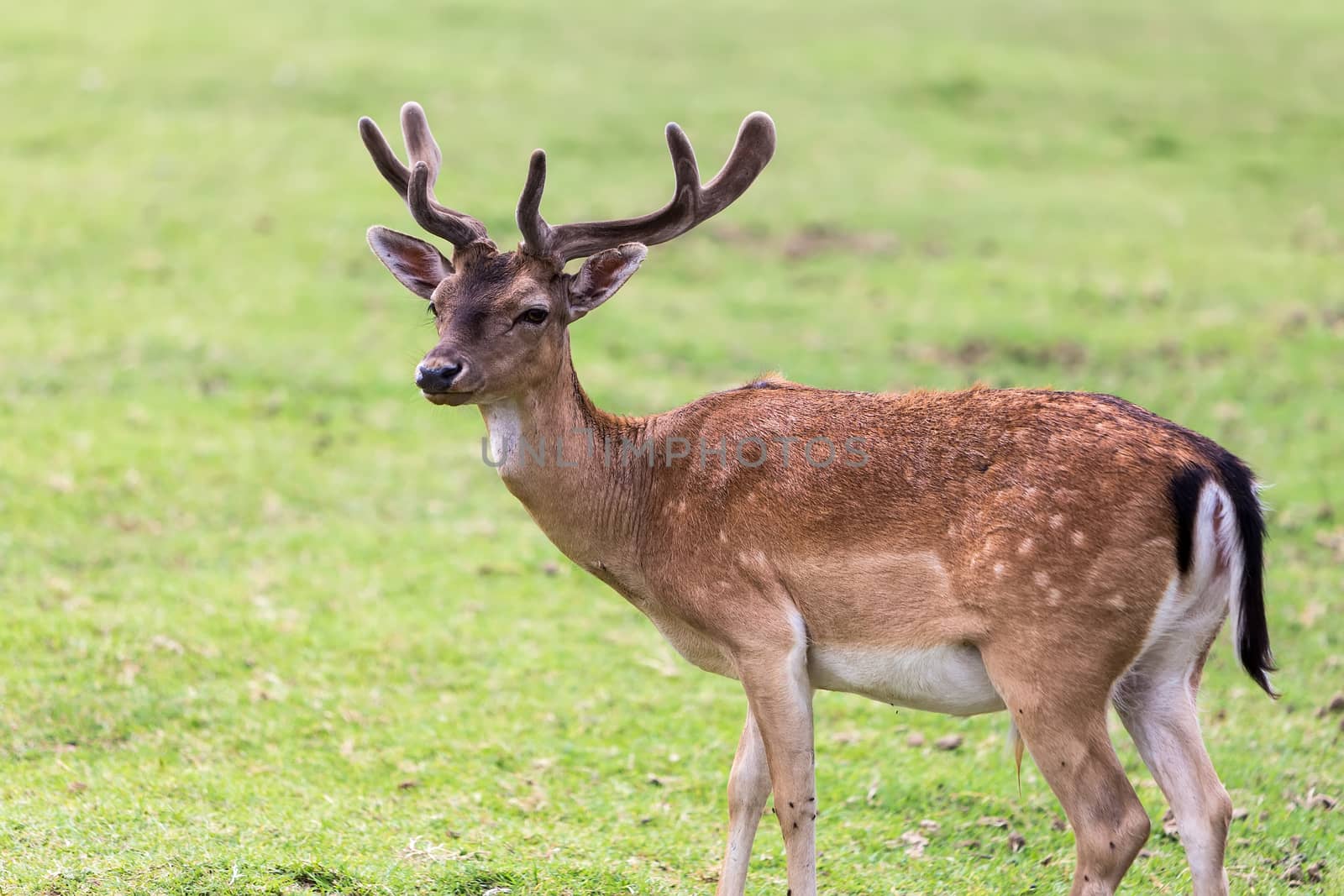 roe - deer in a meadow by ververidis