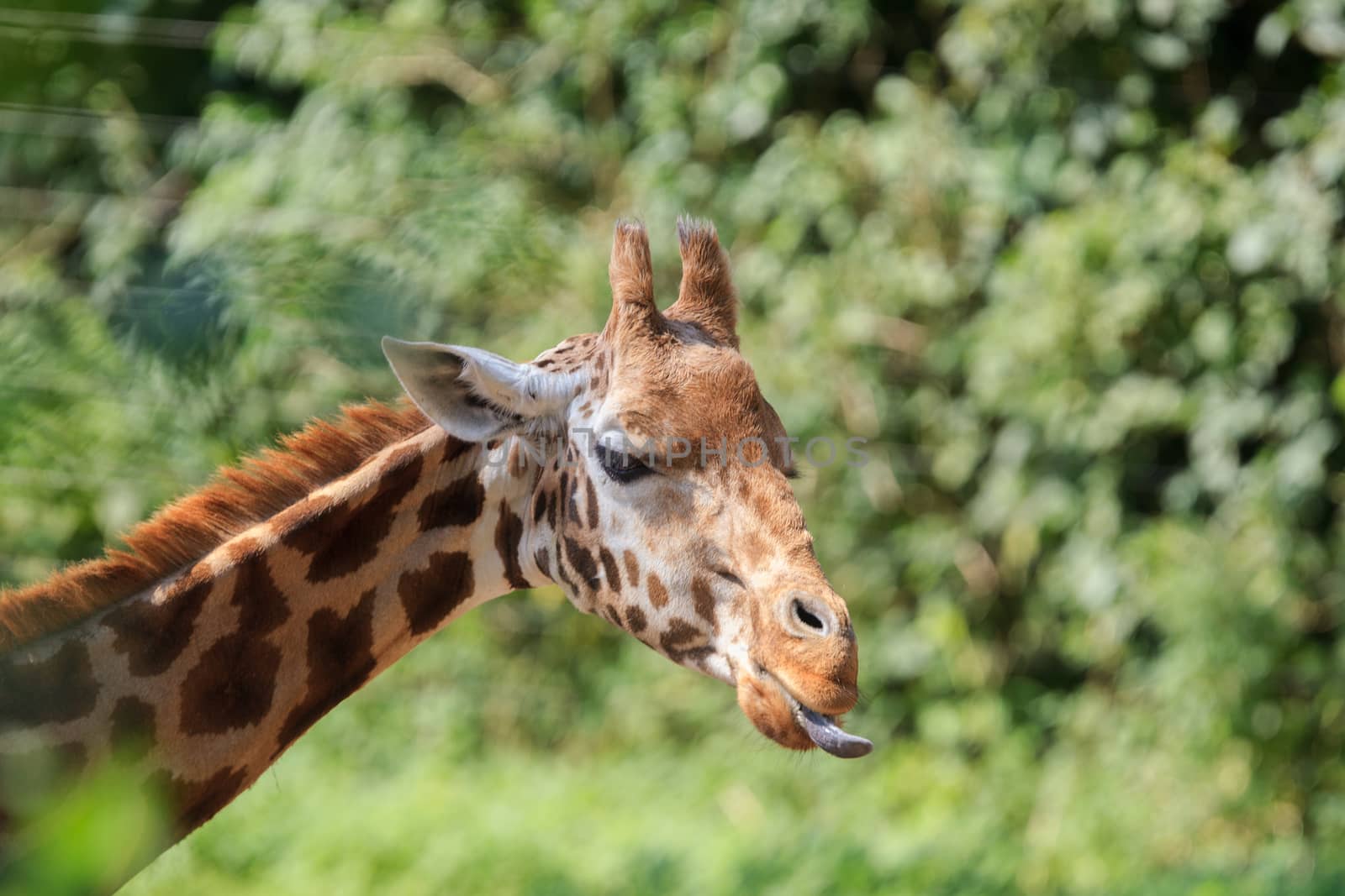 Giraffe in Arnhem Zoo by ververidis