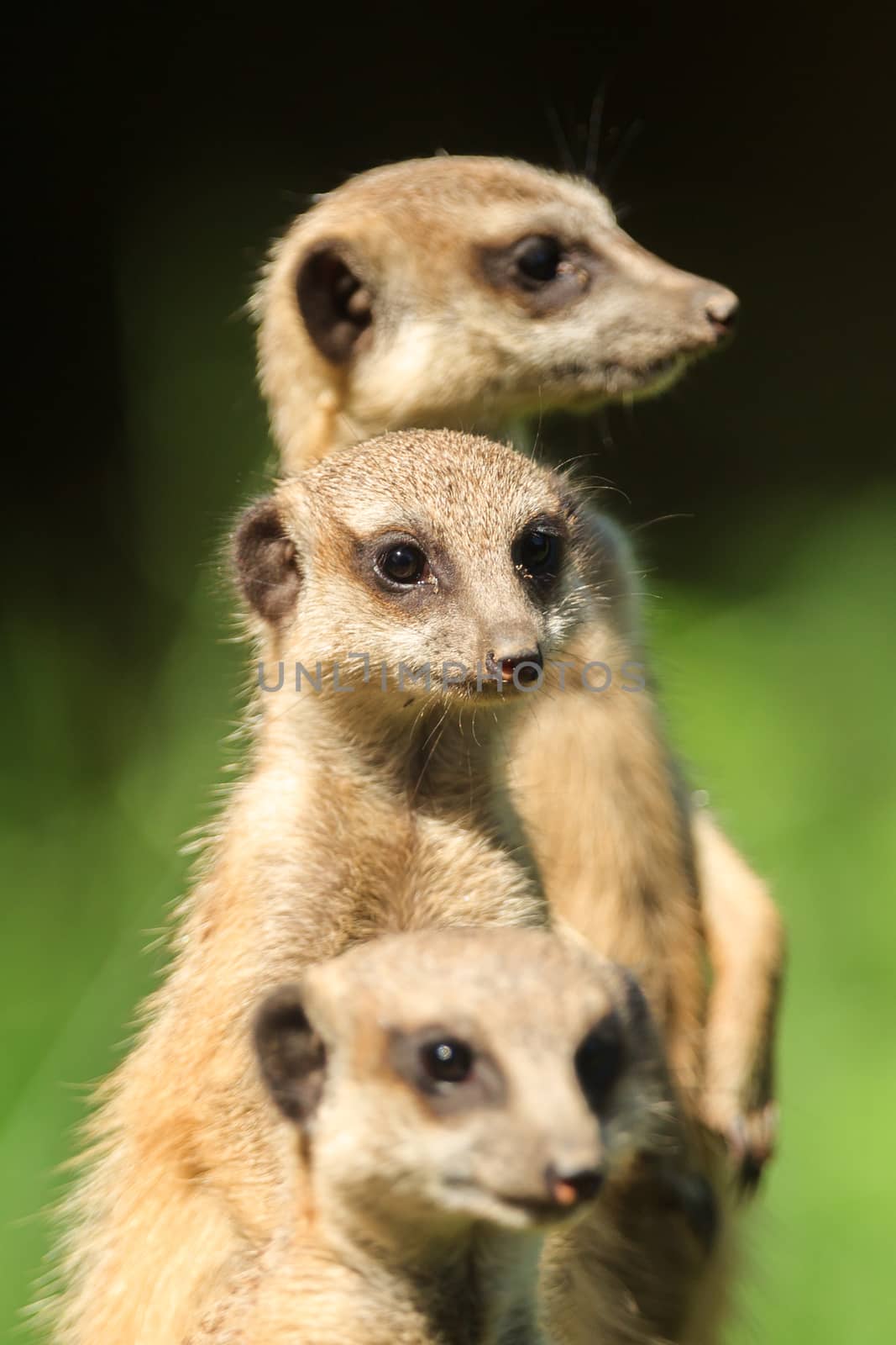 Meerkat (Suricata Suricatta) found in Arnhem Zoo