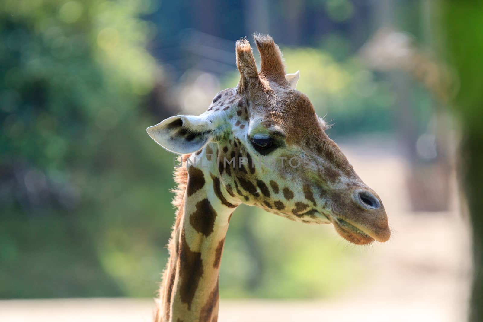 Giraffe in Arnhem Zoo.