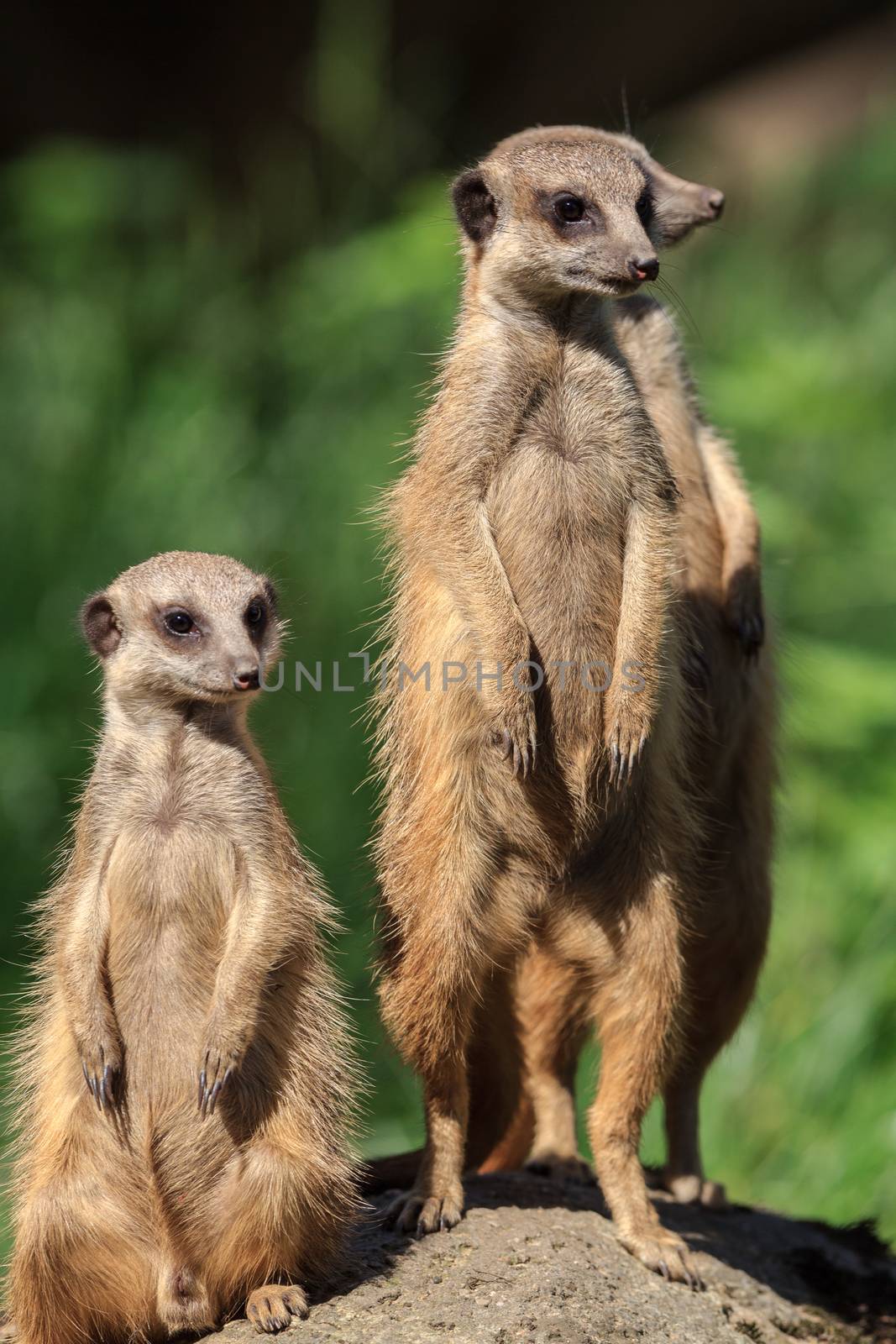 Meerkat (Suricata Suricatta) found in Arnhem Zoo by ververidis