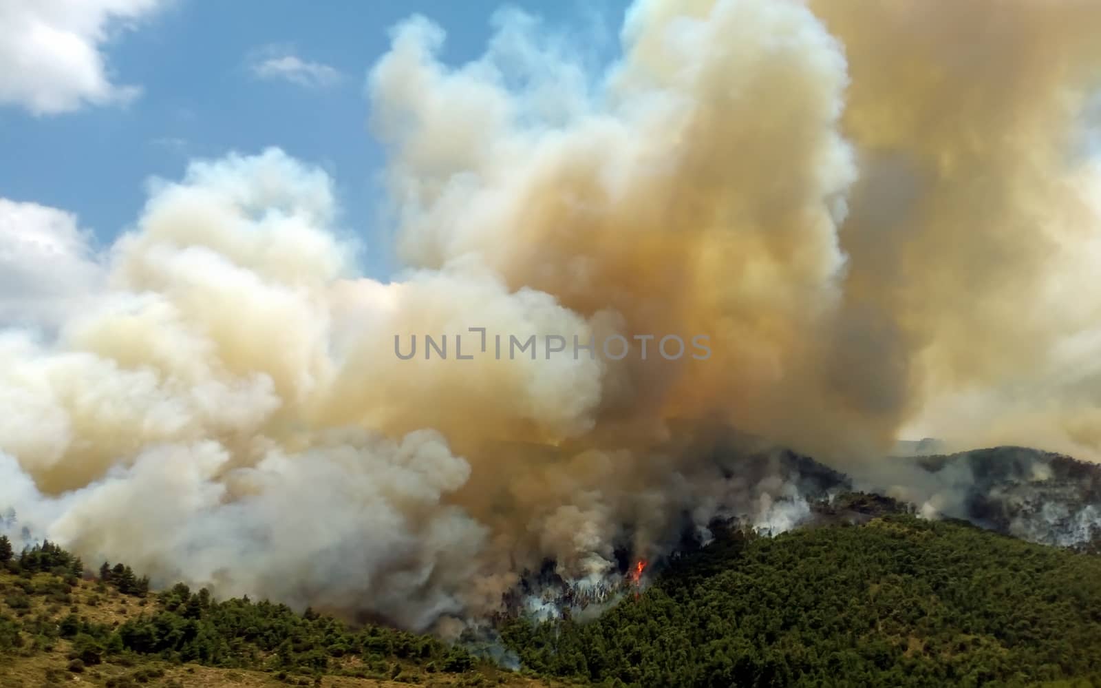 Fire in forest areas in Viotia in Central Greece