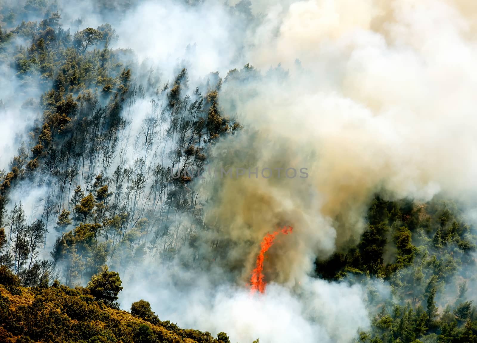 Fire in forest areas in Viotia in Central Greece by ververidis