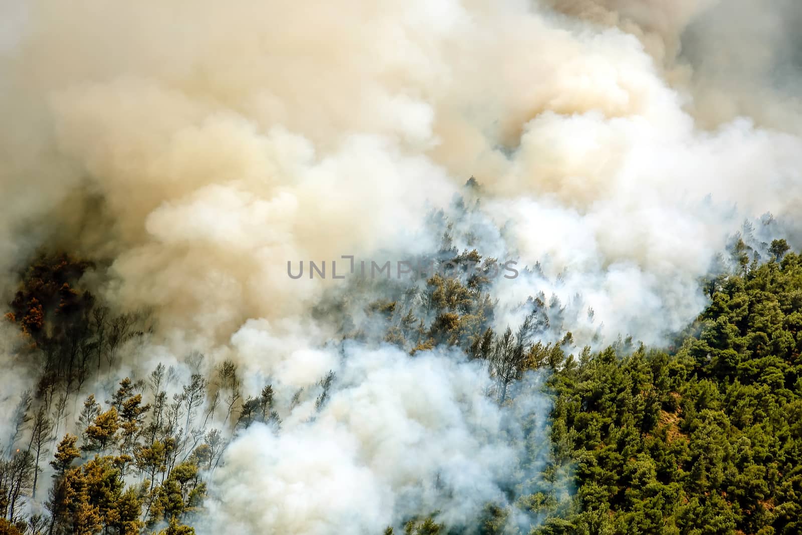 Fire in forest areas in Viotia in Central Greece