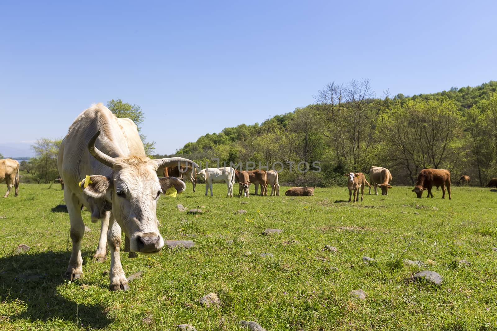 Herd of brown and white cows at summer green field by ververidis