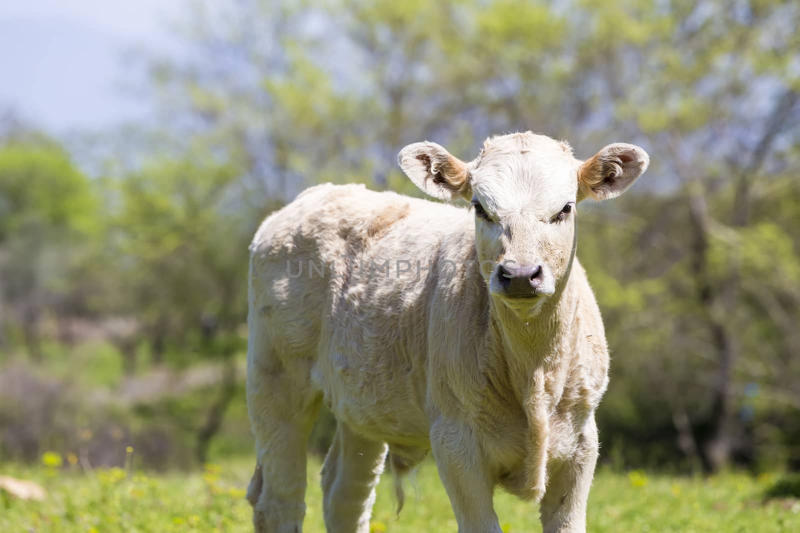 A curious dairy cow stands in her pasture/Dairy Cow/A curious da by ververidis