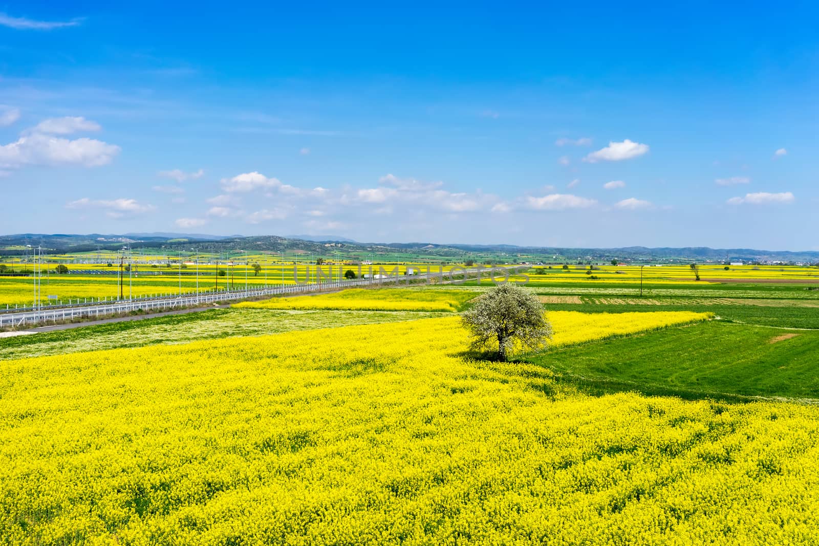 aerial view rural landscape with blooming rape at the north Greece