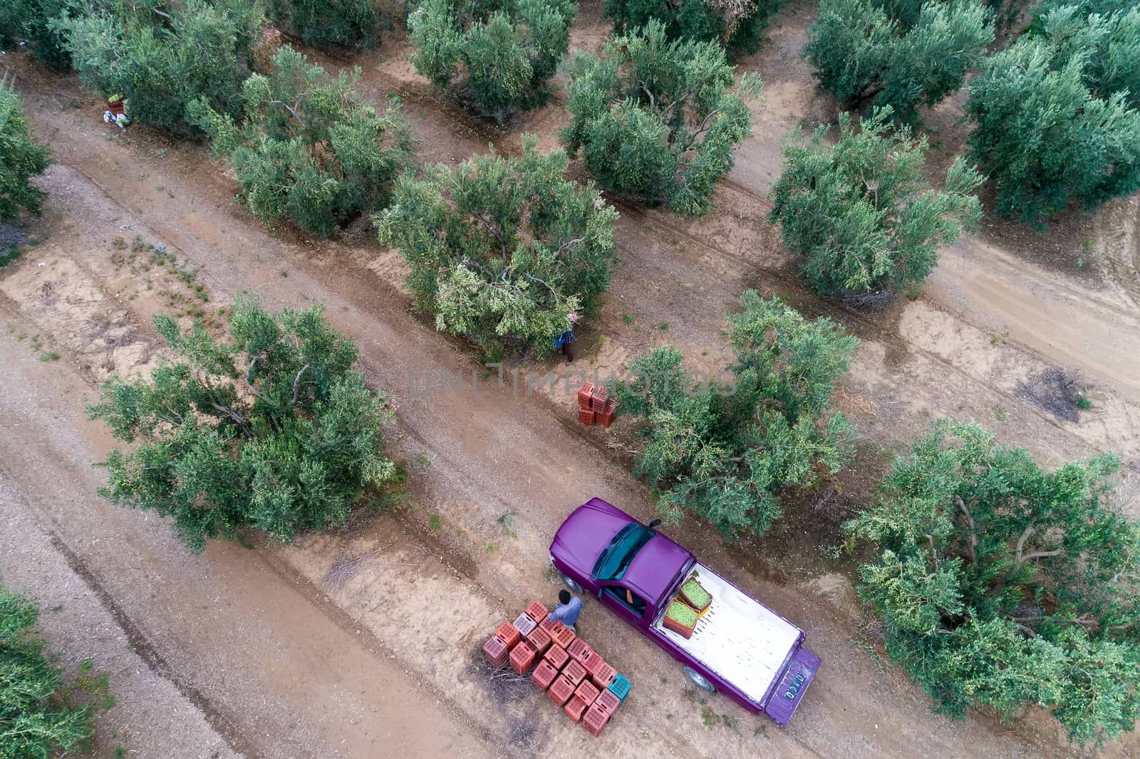 Olives harvesting in a field in Chalkidiki,  Greece