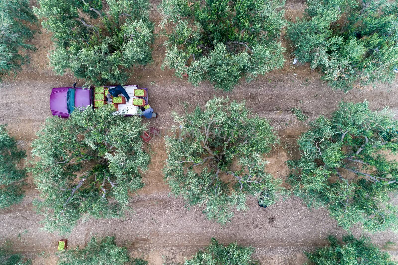Olives harvesting in a field in Chalkidiki,  Greece by ververidis