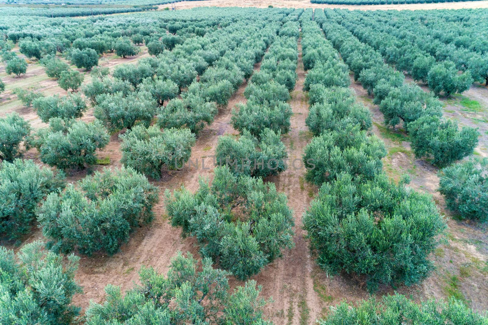 Olives harvesting in a field in Chalkidiki,  Greece