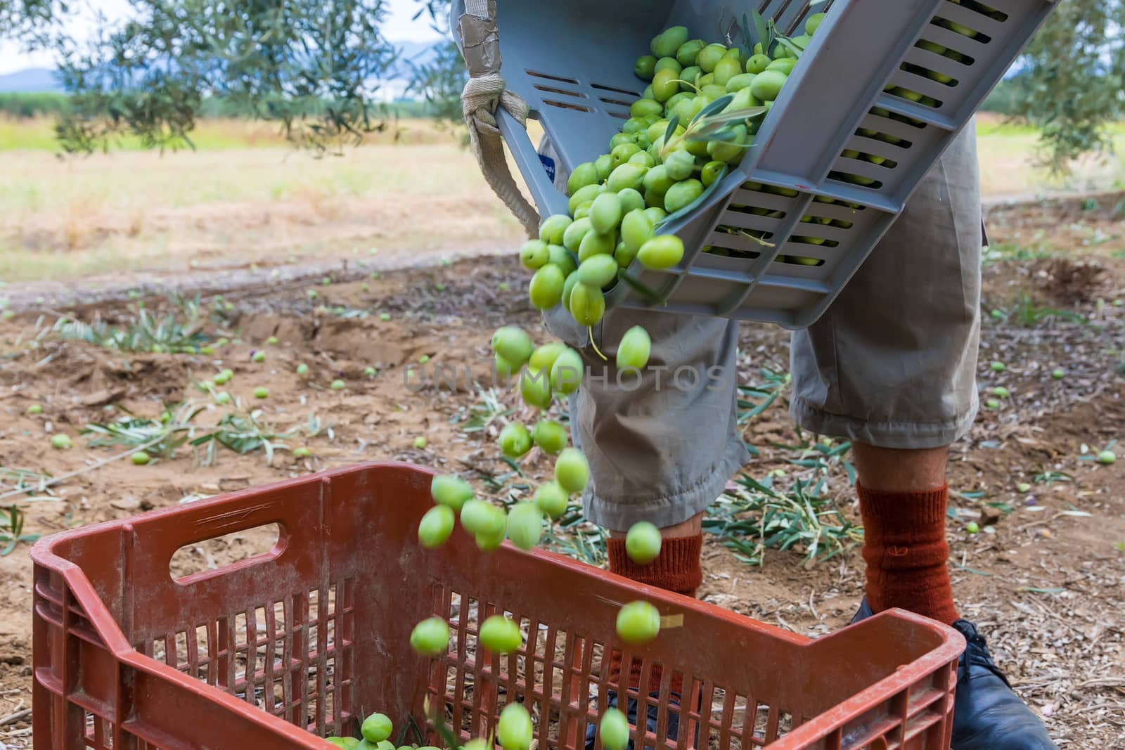 Olives harvesting in a field in Chalkidiki,  Greece by ververidis