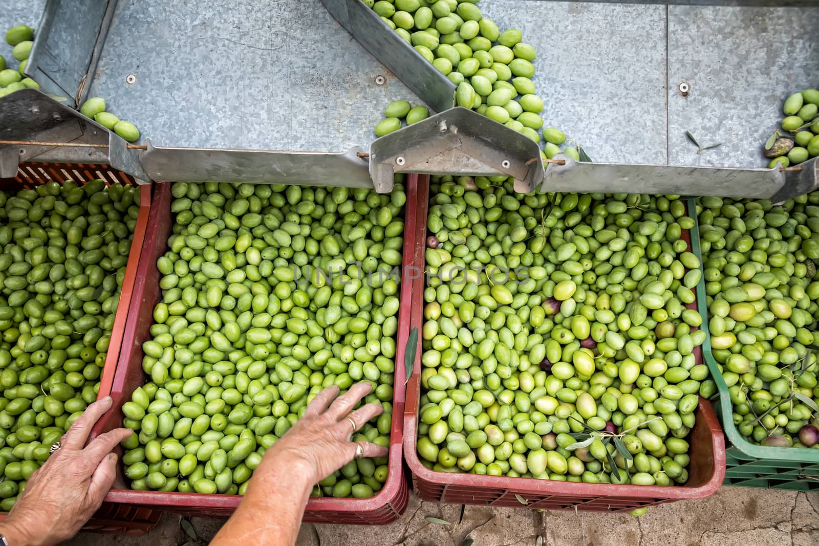 Hand sorting out collected green olives in Chalkidiki,  Greece