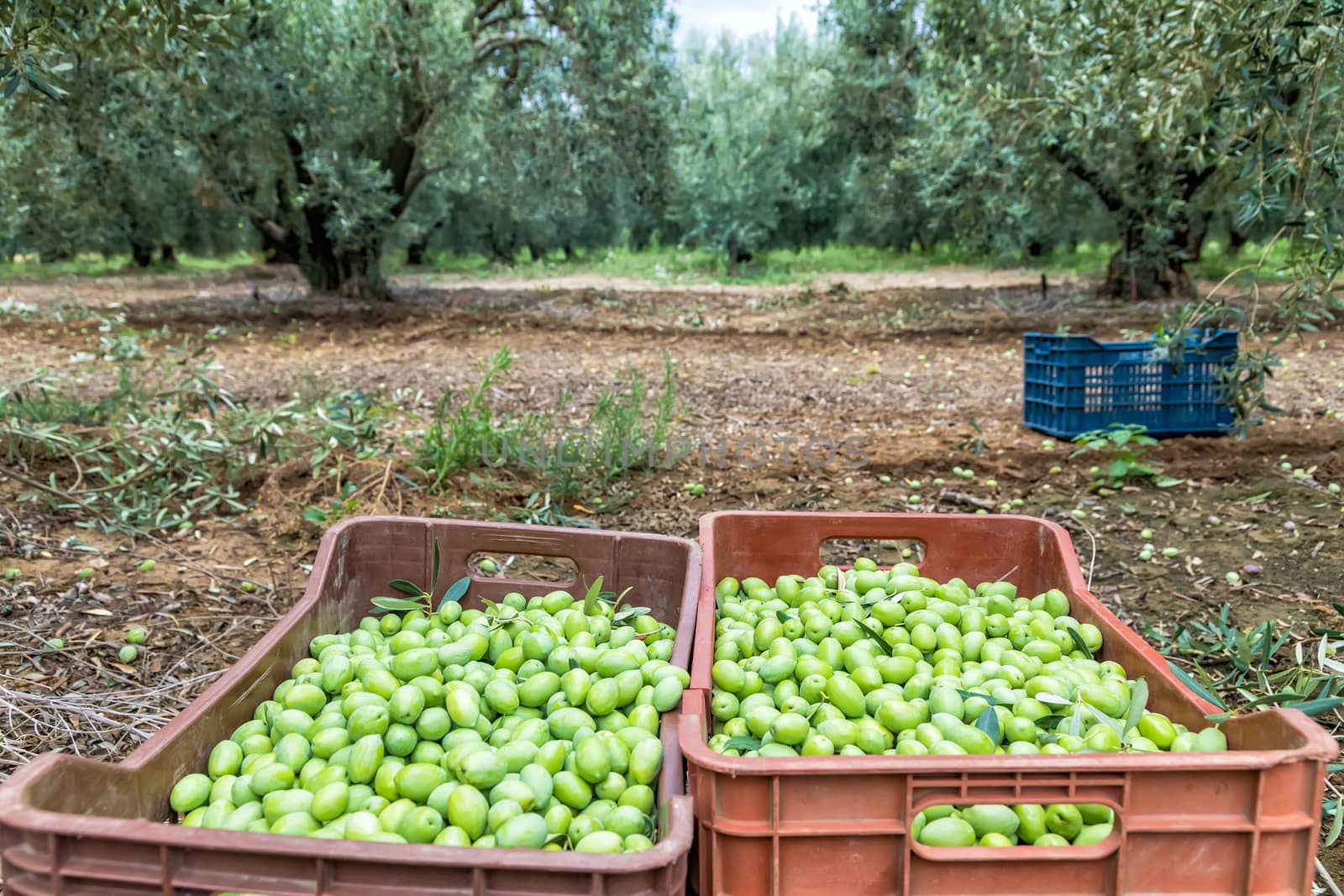 Olives harvesting in a field in Chalkidiki,  Greece by ververidis