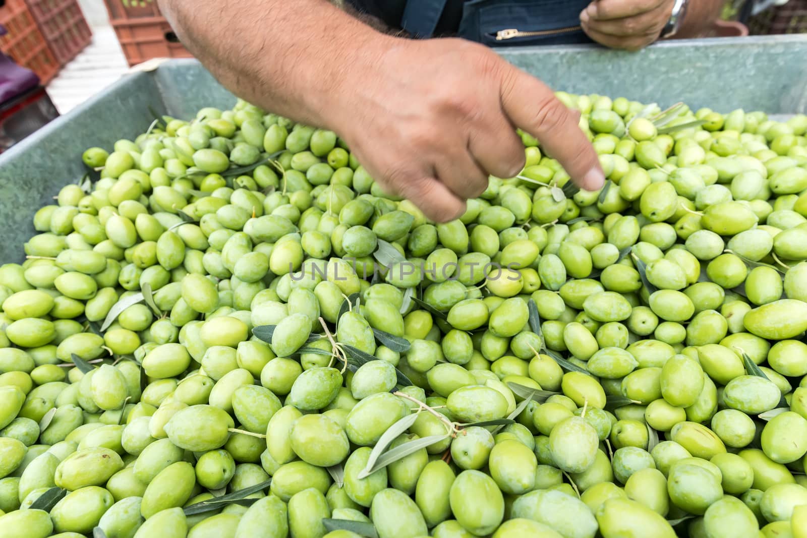 Hand sorting out collected green olives by ververidis