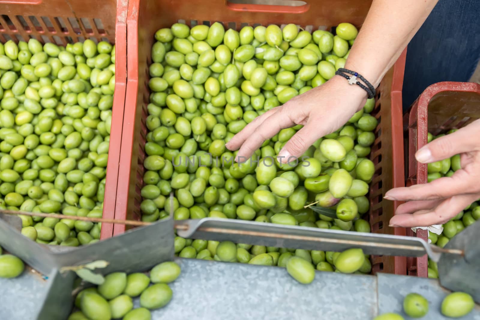 Hand sorting out collected green olives by ververidis