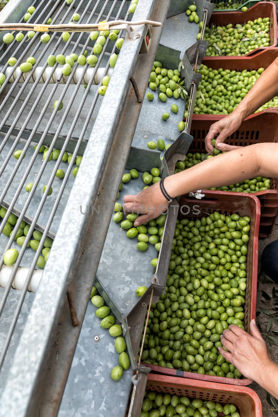 Hand sorting out collected green olives by ververidis
