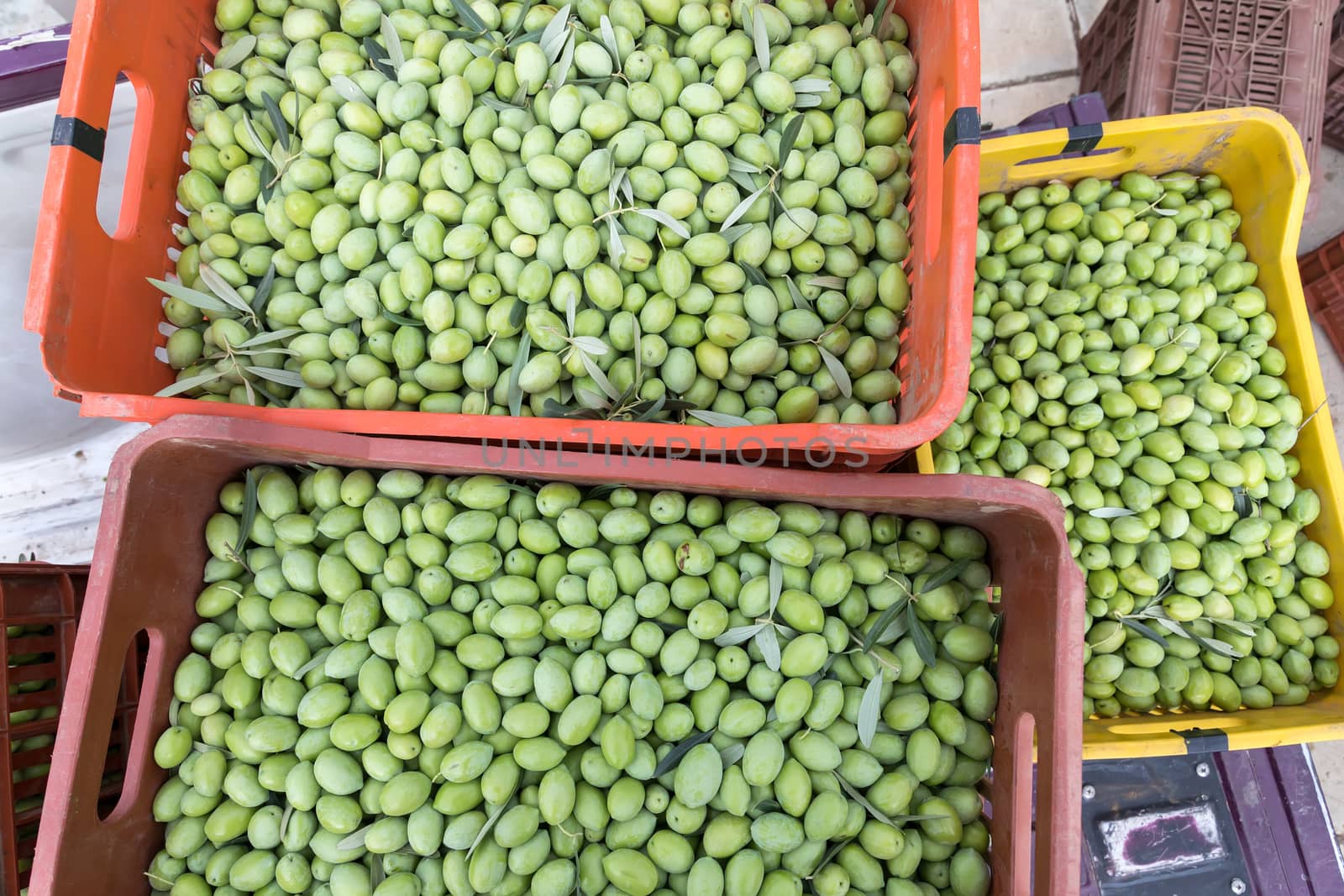 Ripe green olives collected in box by ververidis