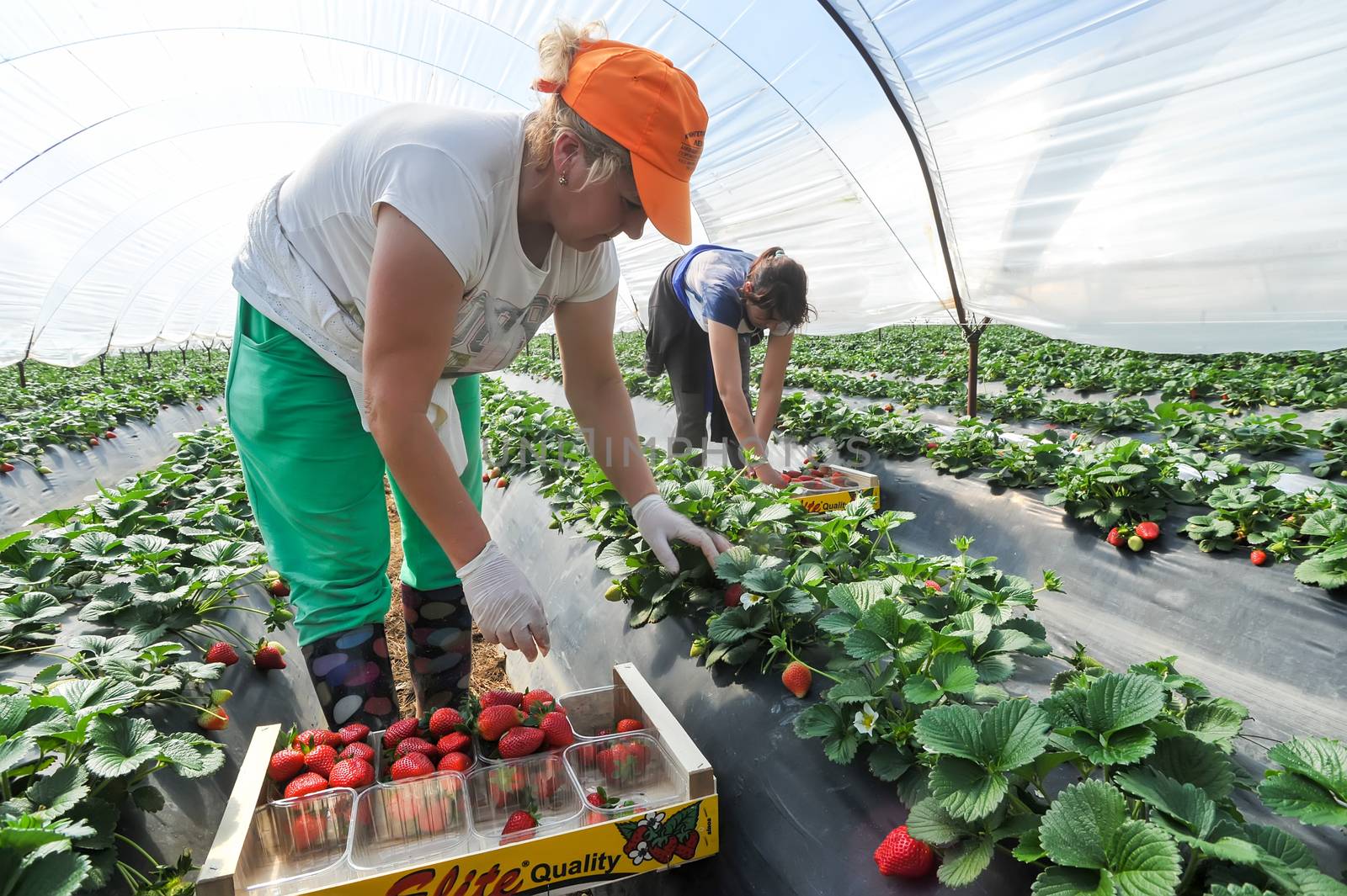 Manolada, Ilia, Greece - March 3, 2016: Immigrant seasonal farm workers (men and women, old and young) pick and package strawberries directly into boxes in the Manolada  of southern Greece.