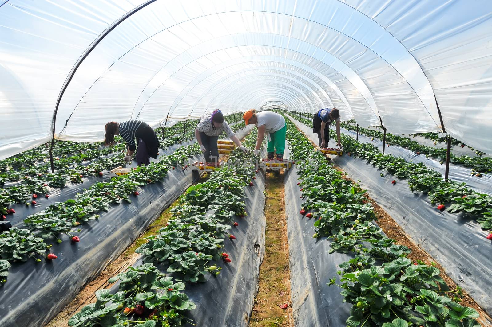 farm workers pick and package strawberries by ververidis