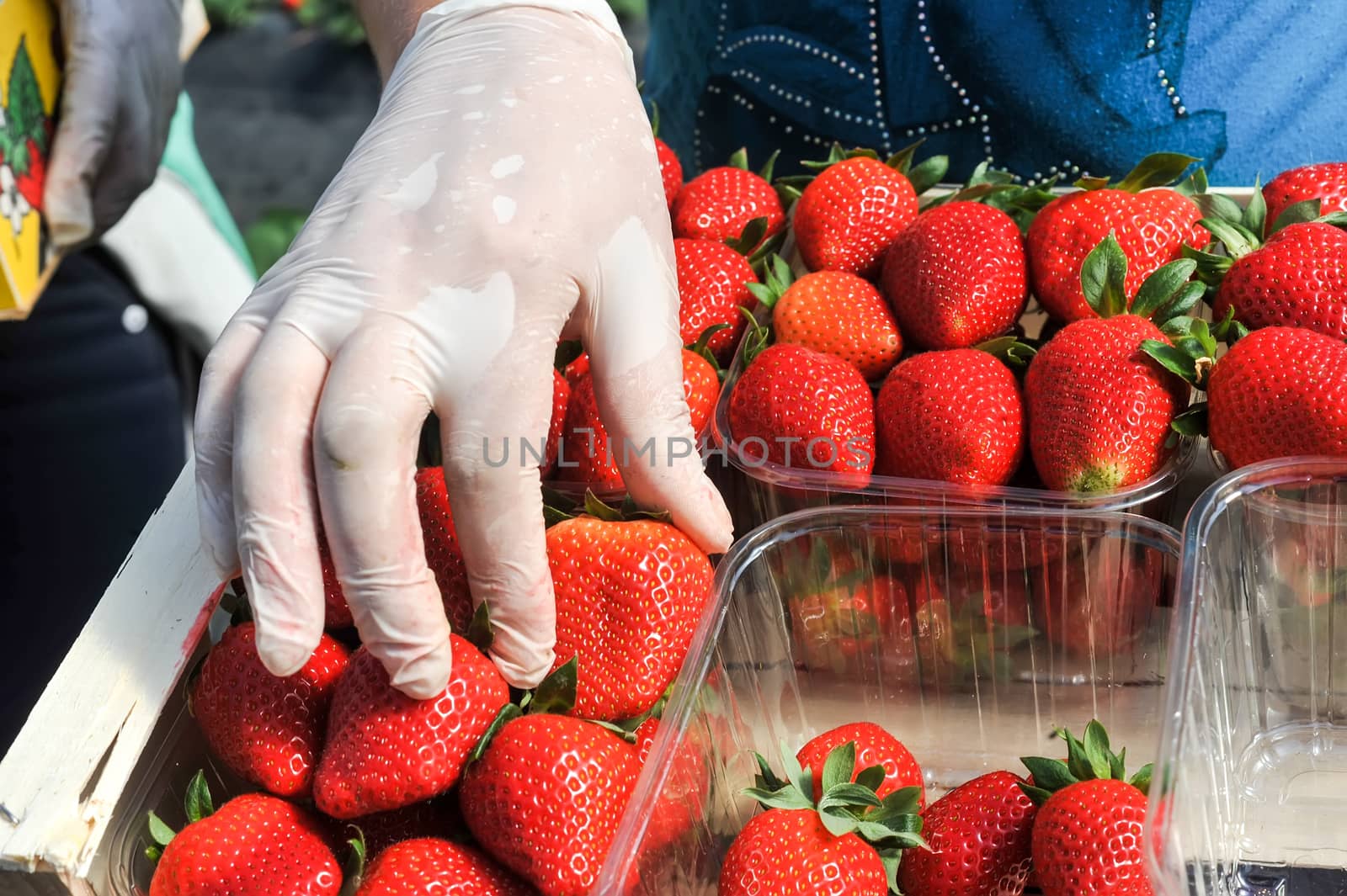 Manolada, Ilia, Greece - March 3, 2016: Immigrant seasonal farm workers (men and women, old and young) pick and package strawberries directly into boxes in the Manolada  of southern Greece.