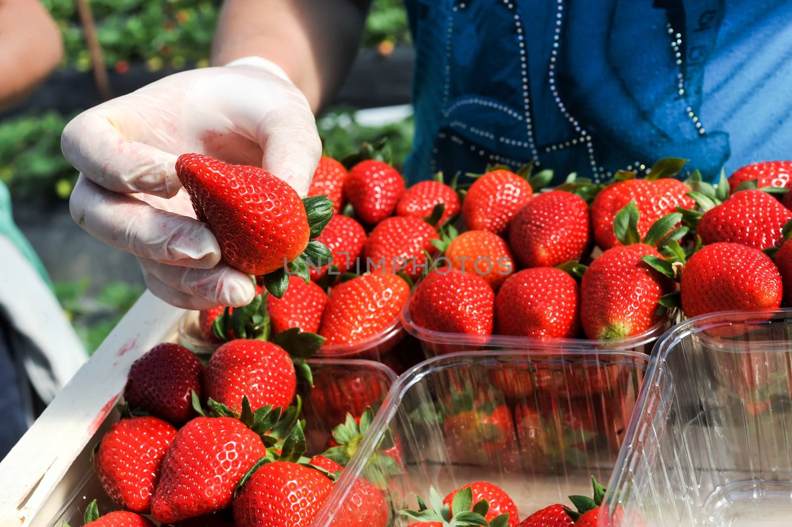 farm workers pick and package strawberries by ververidis