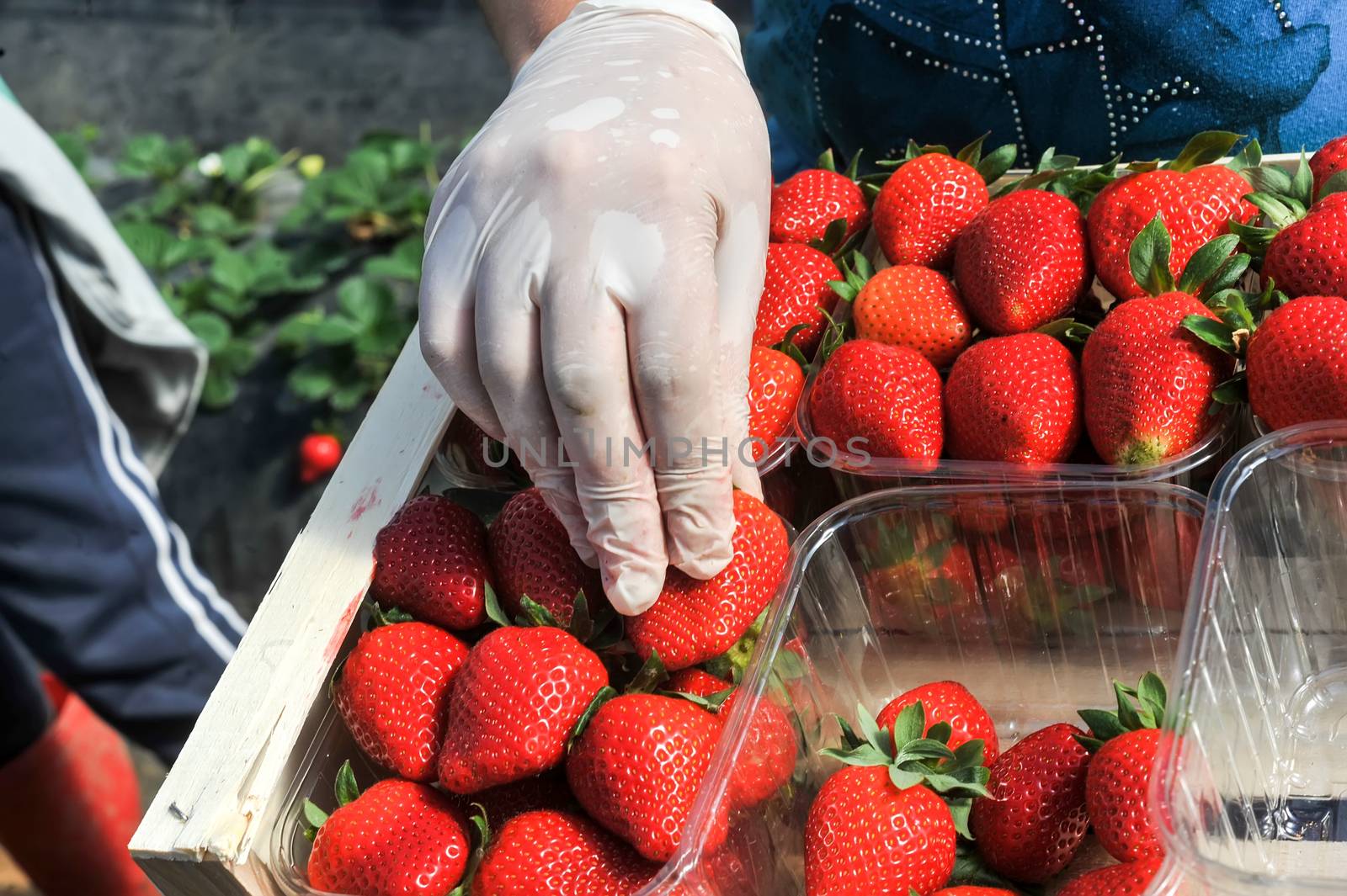 farm workers pick and package strawberries by ververidis