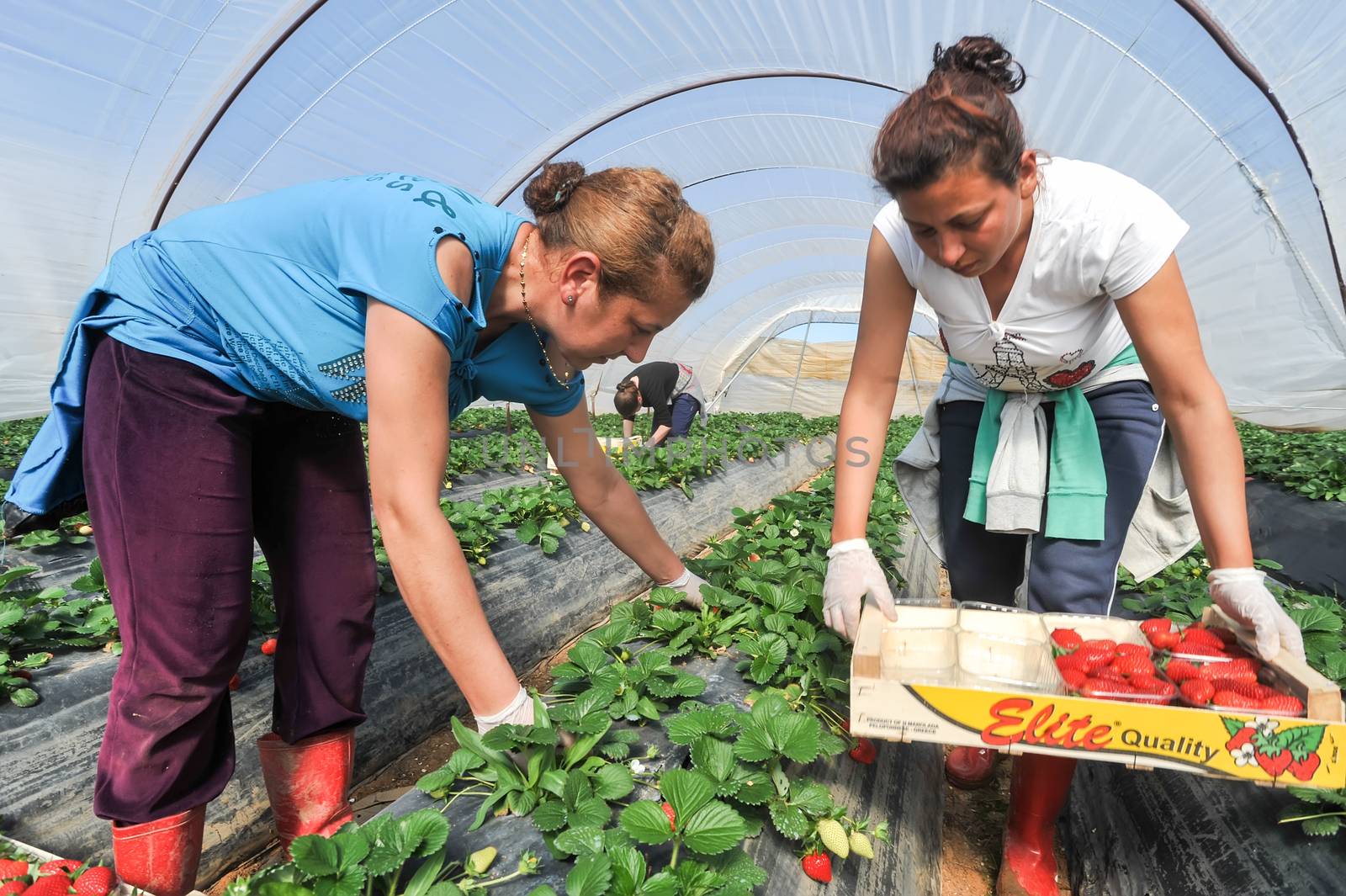 farm workers pick and package strawberries by ververidis