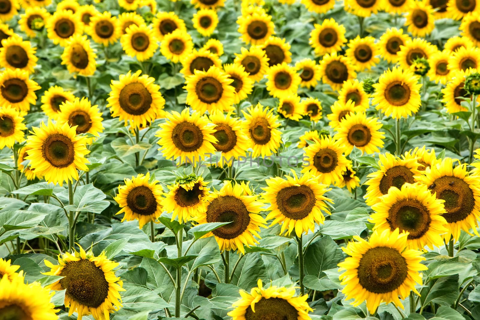 Beautiful sunflower field in  summer (sunflowers) by ververidis