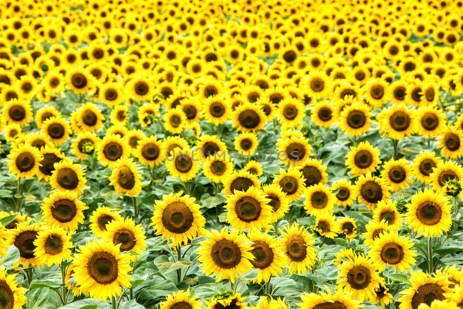 Beautiful sunflower field in  summer (sunflowers) by ververidis