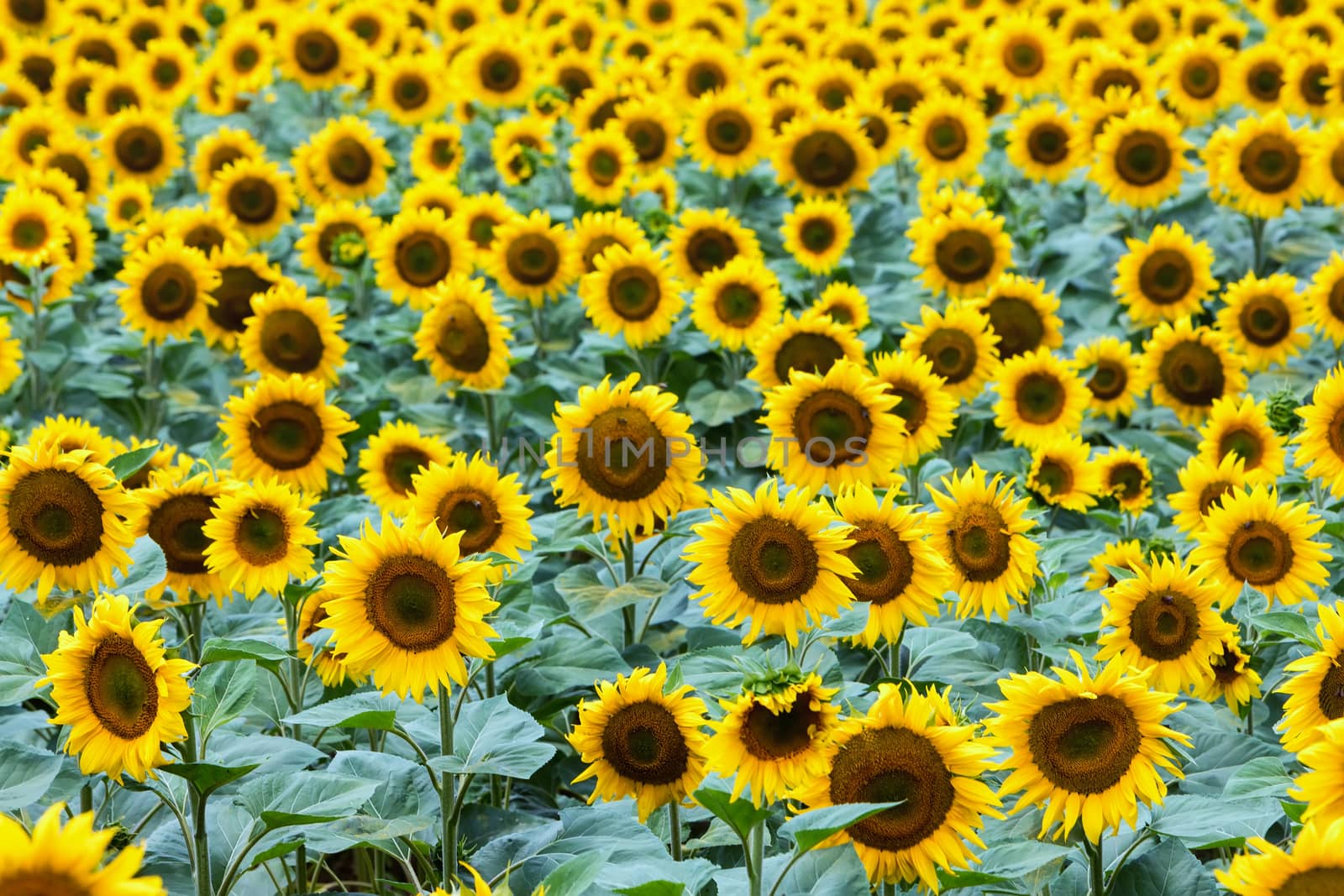 Beautiful sunflower field in  summer (sunflowers) by ververidis