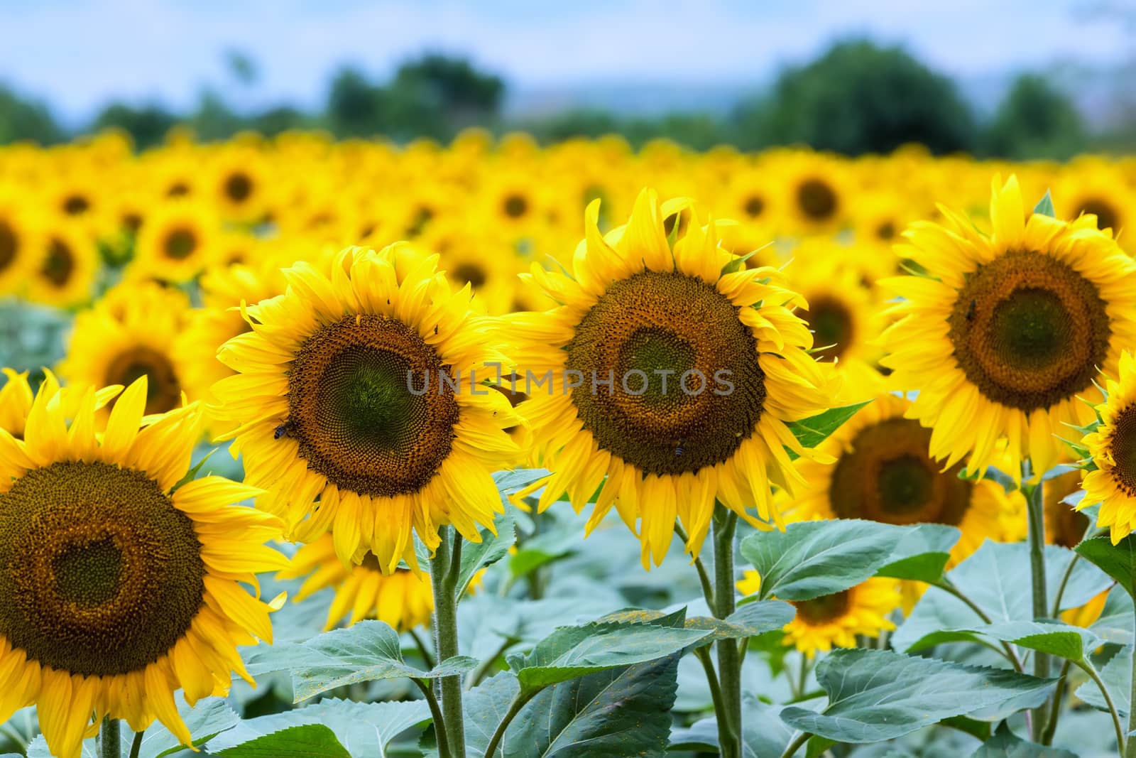 Beautiful sunflower field in  summer (sunflowers) by ververidis