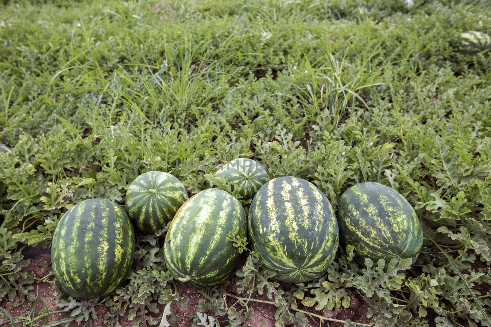 melon field with heaps of ripe watermelons in summer by ververidis