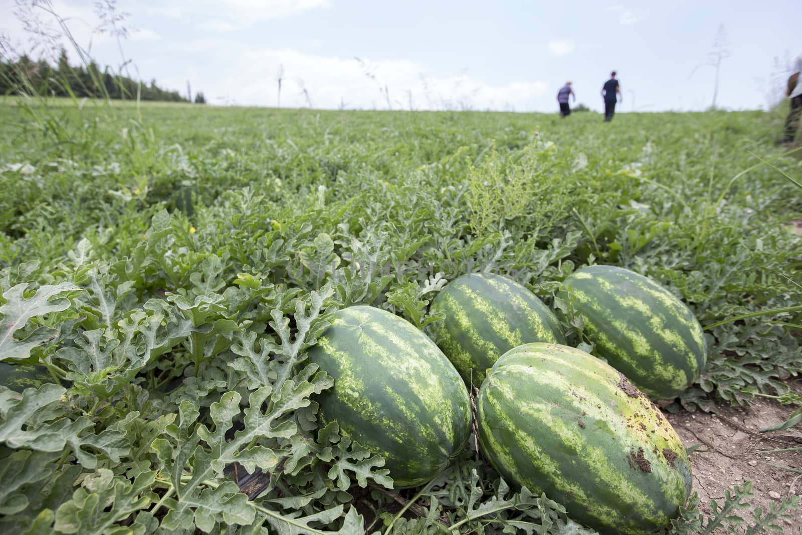 melon field with heaps of ripe watermelons in summer by ververidis