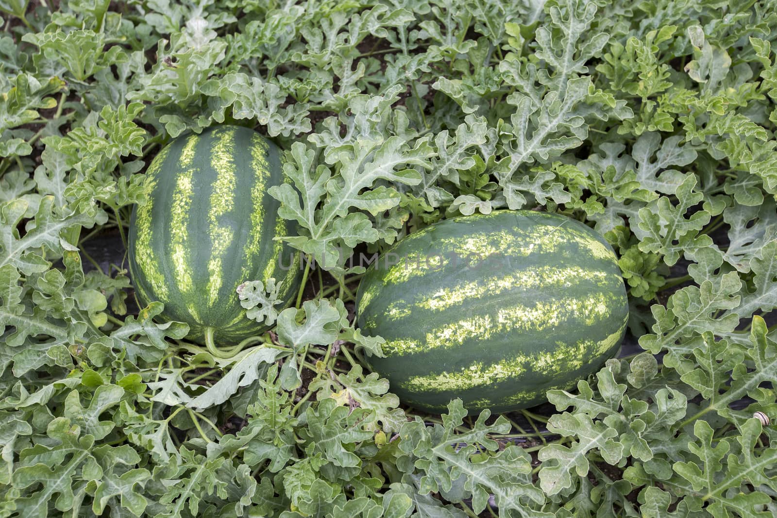 melon field with heaps of ripe watermelons in summer