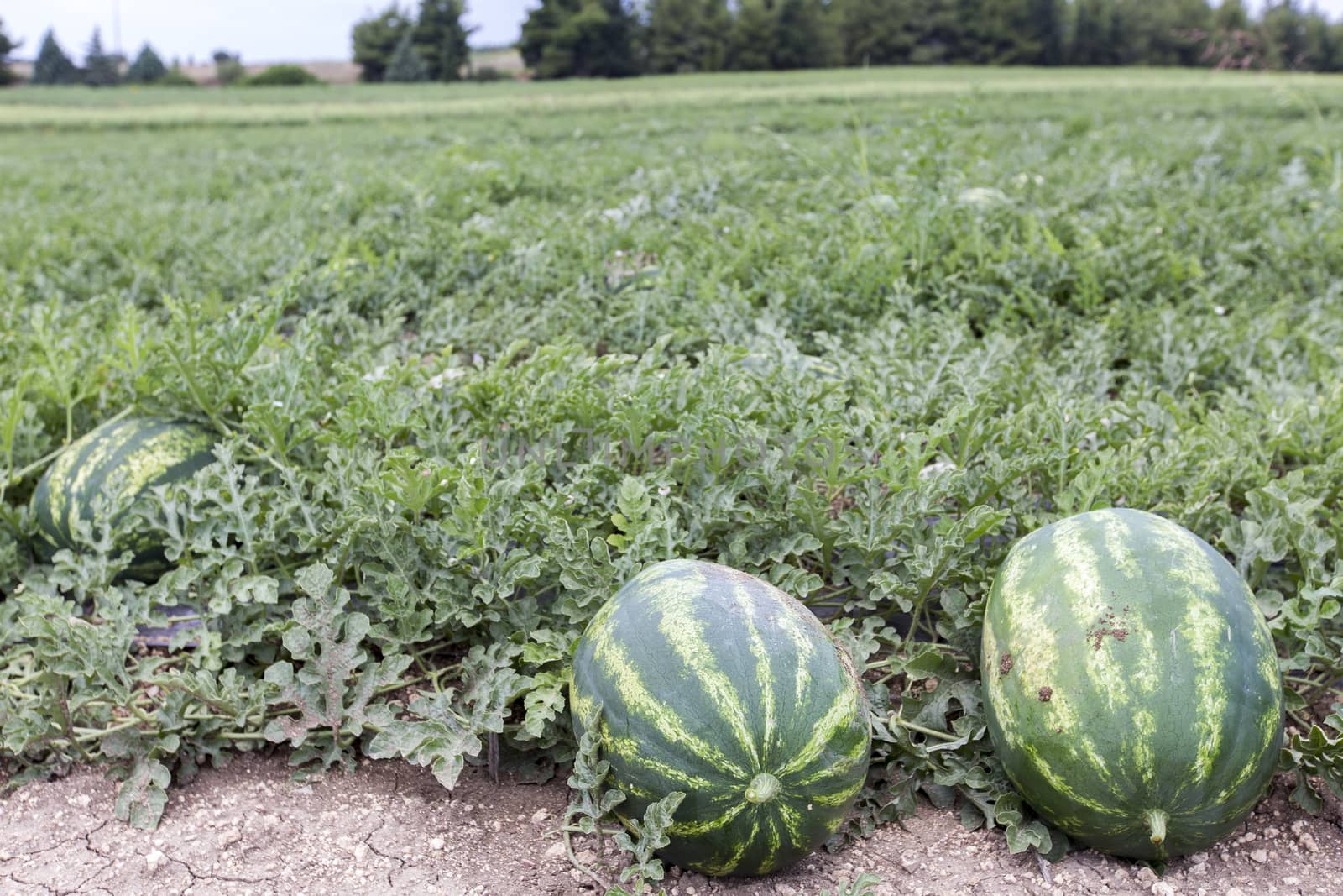 melon field with heaps of ripe watermelons in summer