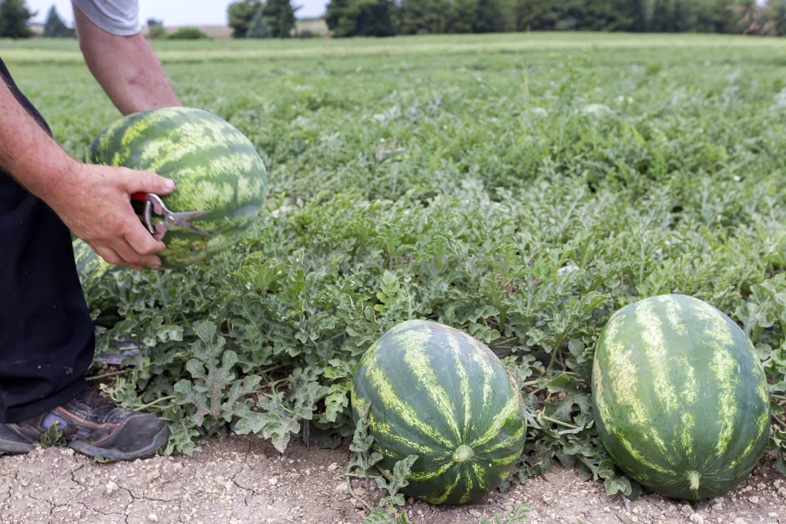 Picking watermelon in the field by ververidis
