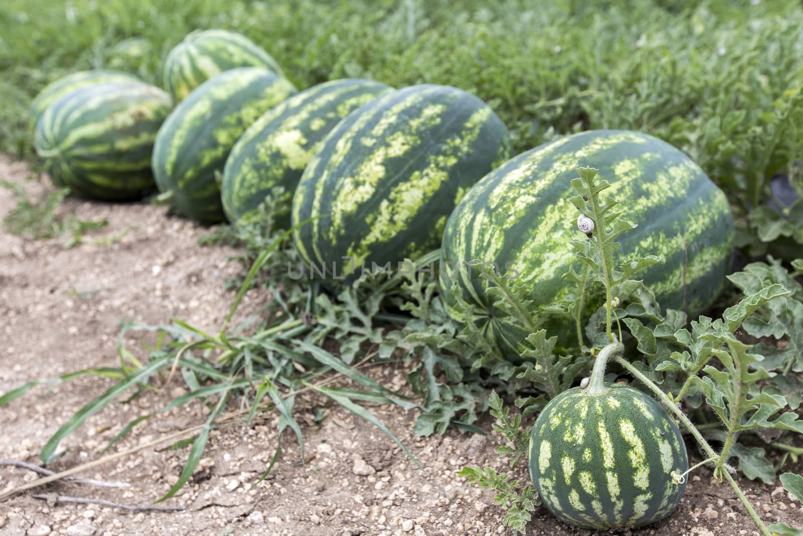 melon field with heaps of ripe watermelons in summer by ververidis