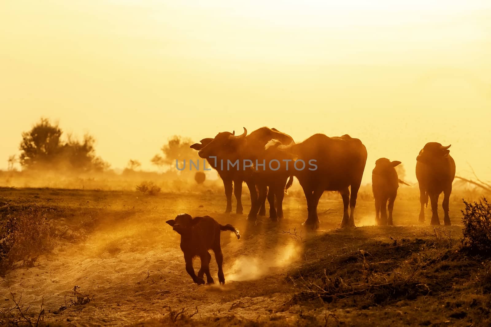 water buffalo grazing at sunset  next to the river Strymon in Northern Greece. 