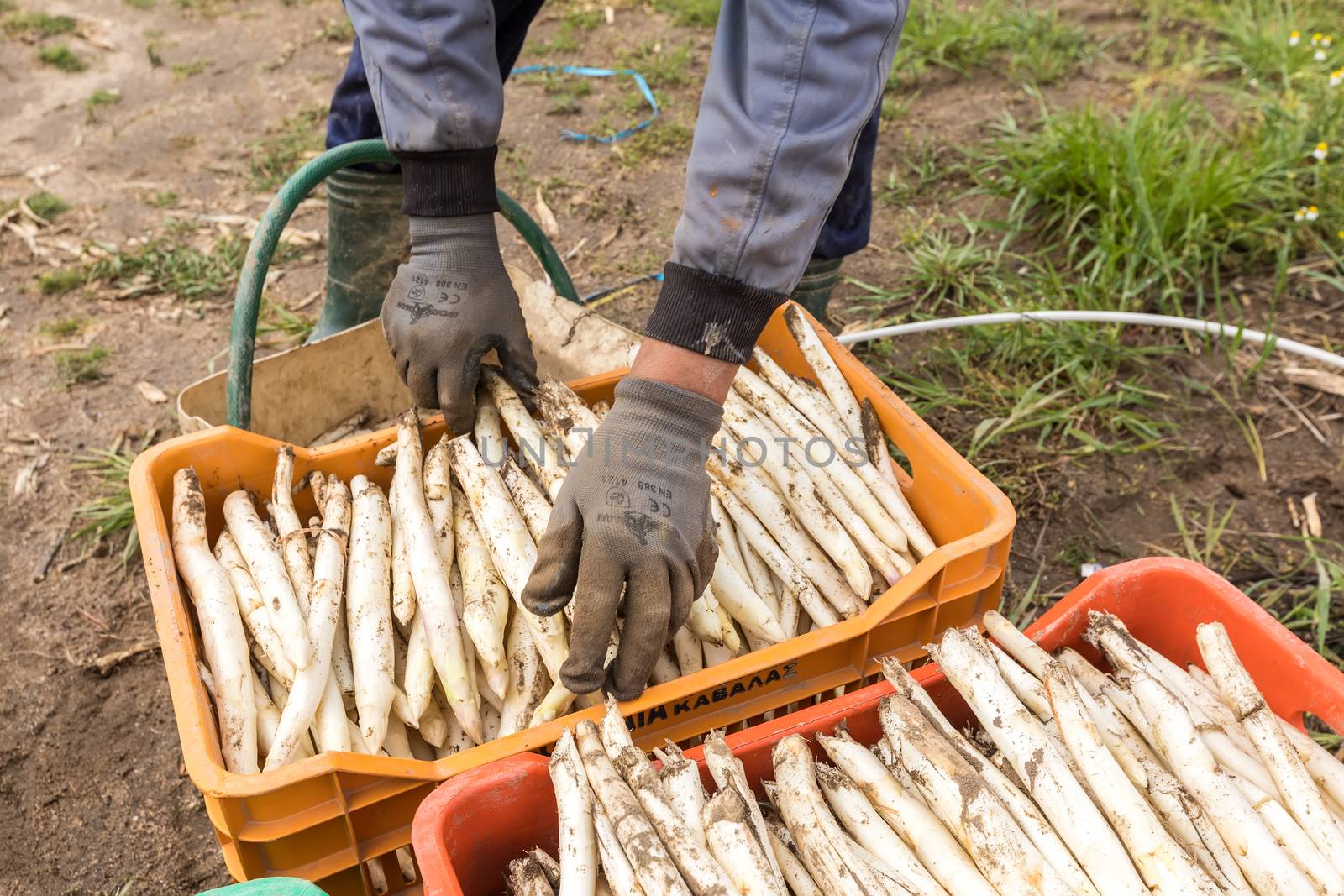 workers in the farm during harvesting white asparagus by ververidis