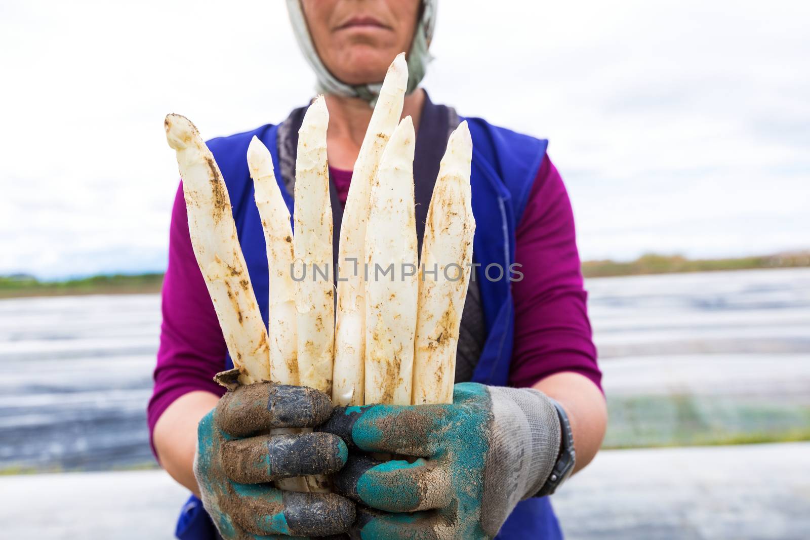 Xrisoupoli, Kavala, Greece - April 18, 2017: Immigrant seasonal farm workers (men and women) during harvesting white asparagus in the Xrisoupoli of Northern Greece.