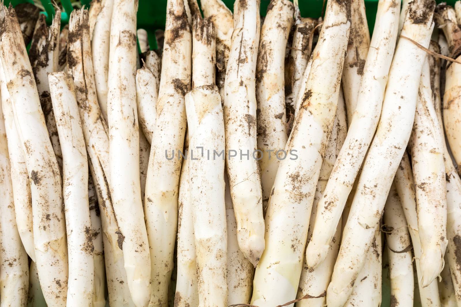 harvest white asparagus from the field by ververidis