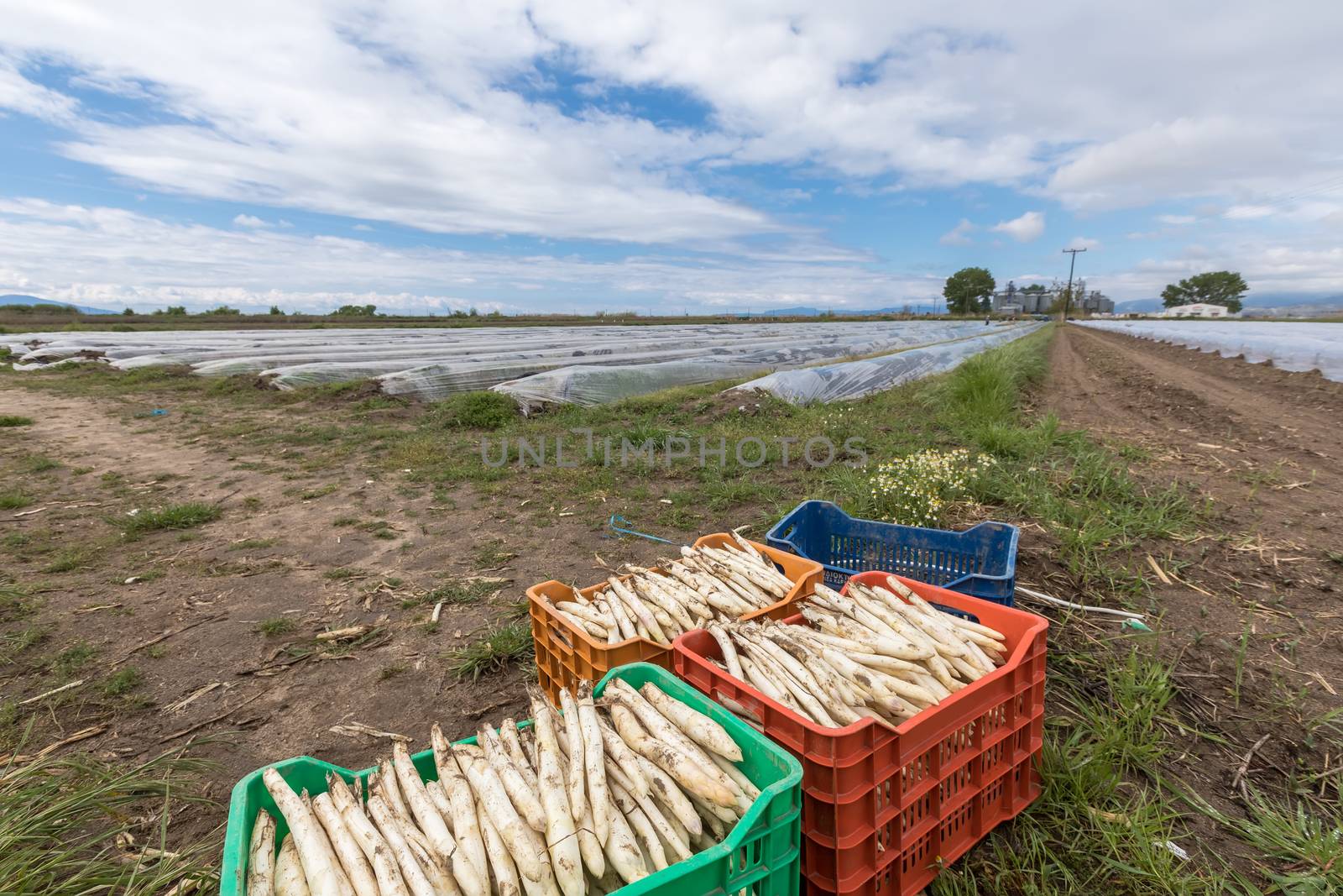 harvest white asparagus from the field