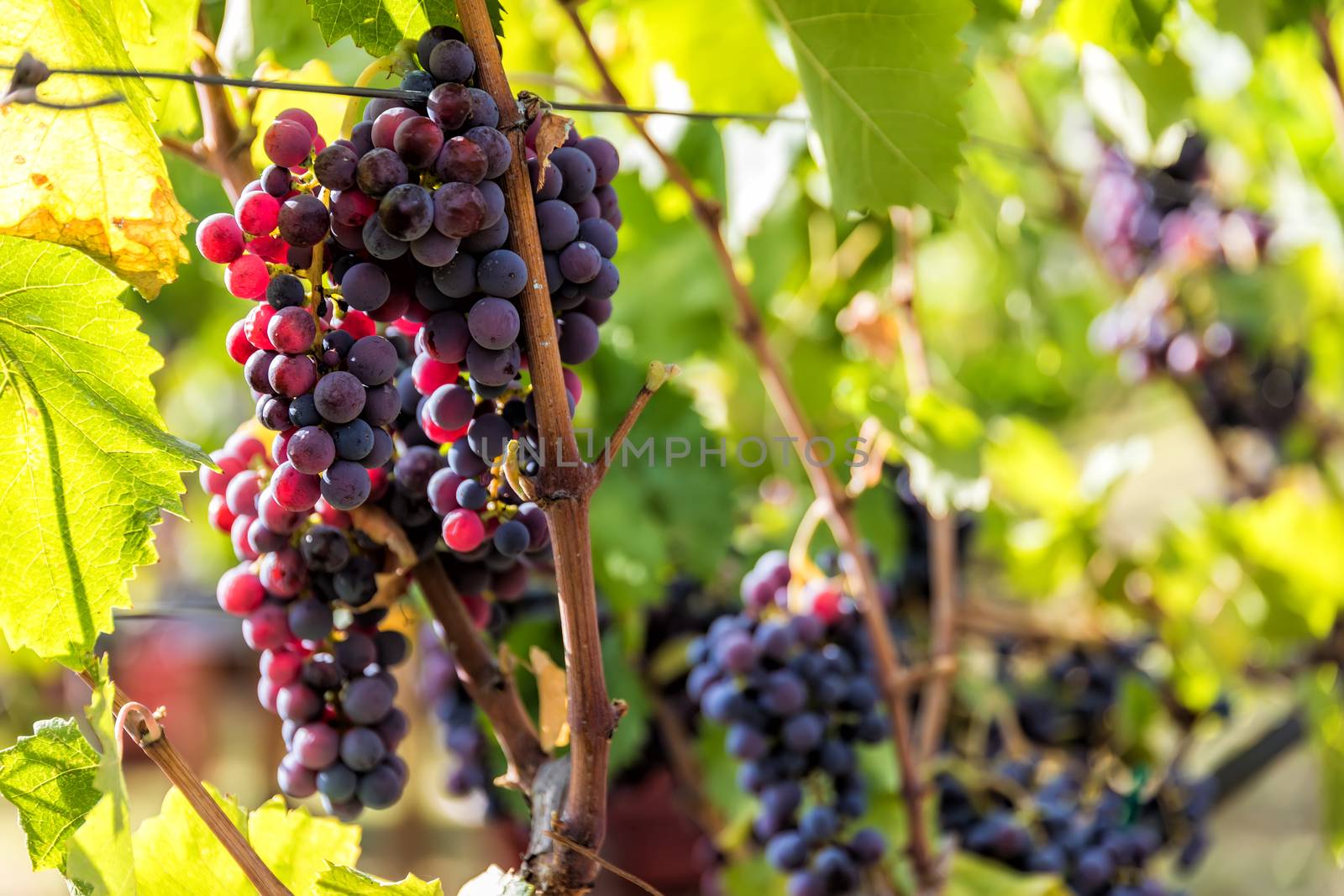 Large bunche of red wine grapes hang from a vine. Ripe grapas  by ververidis