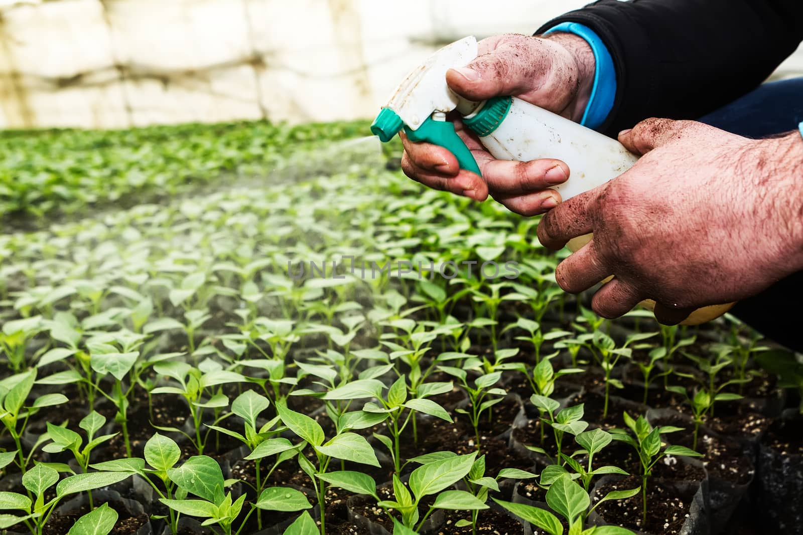 Close up in the hands of a man while spraying the small plants i by ververidis