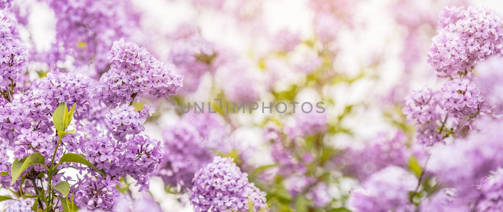 Panoramic view to spring background art with Purple lilac flowers at the blue sky background. Beautiful spring background. Copy space.