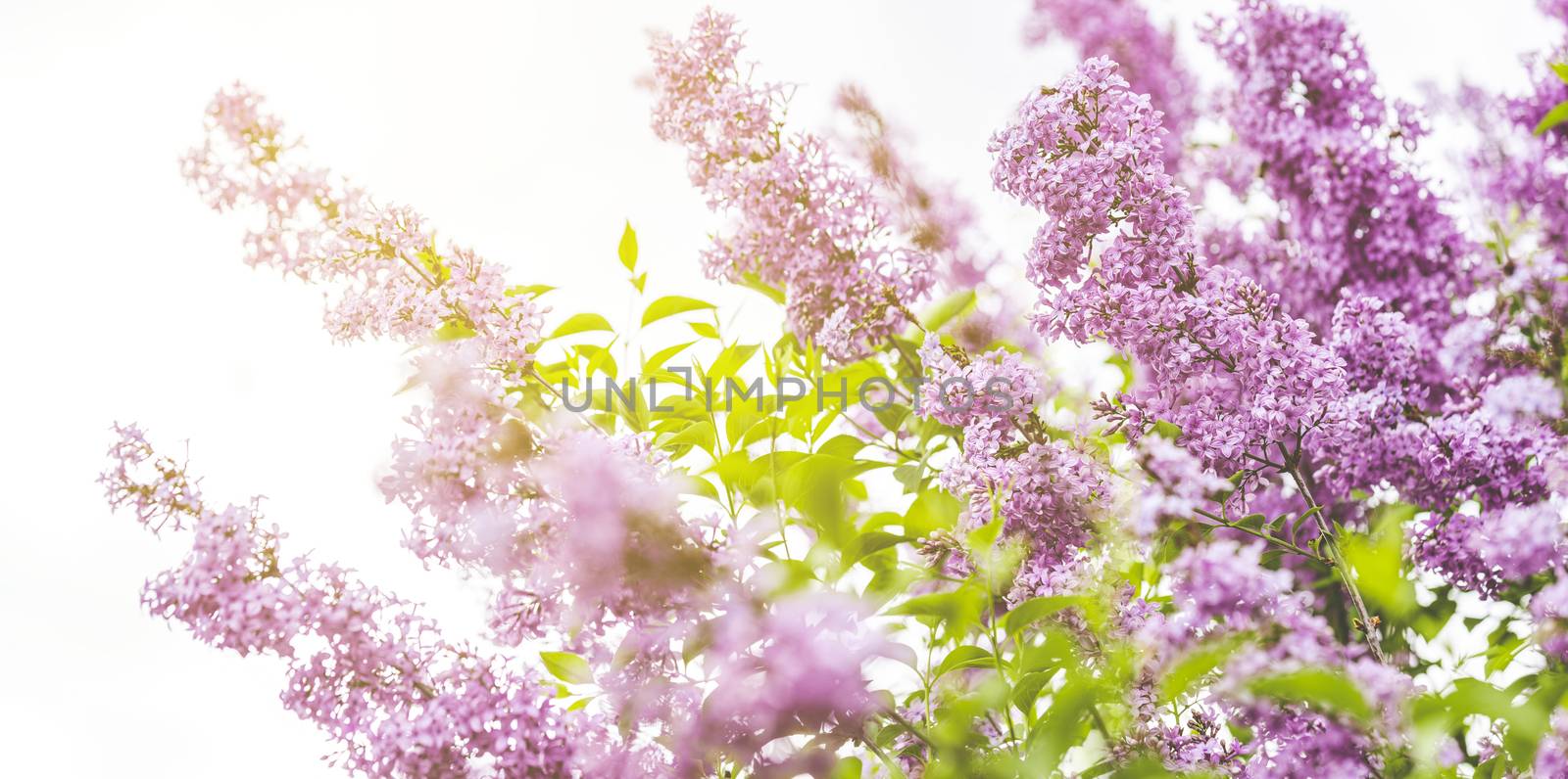 Panoramic view to spring background art with Purple lilac flowers at the blue sky background. Beautiful spring background. Copy space.